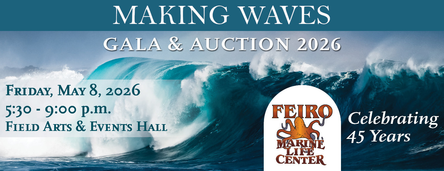 2026 Feiro Making Waves